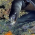 lion_sea_galapagos_cou_v_0264_ecu1373_rv.jpg